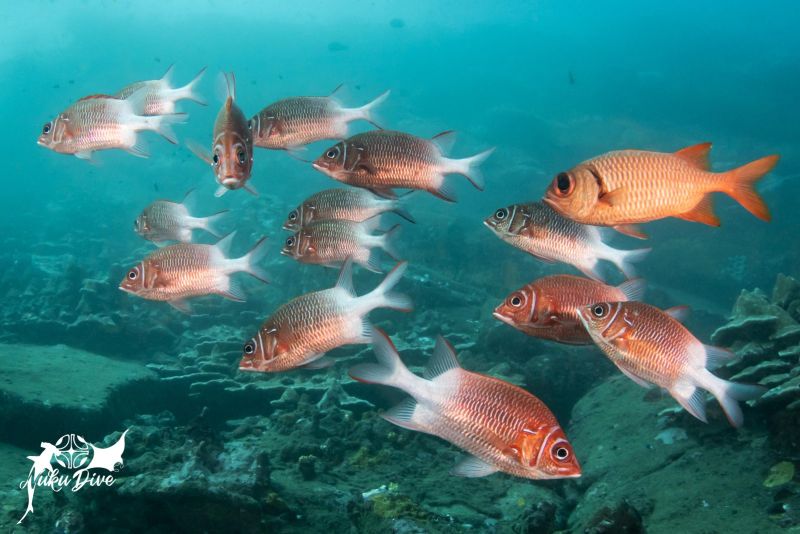 Group of red soldierfish