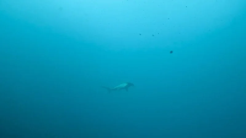 A dive with Nuku-Dive
