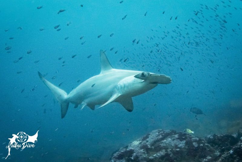 Hammerhead shark up close