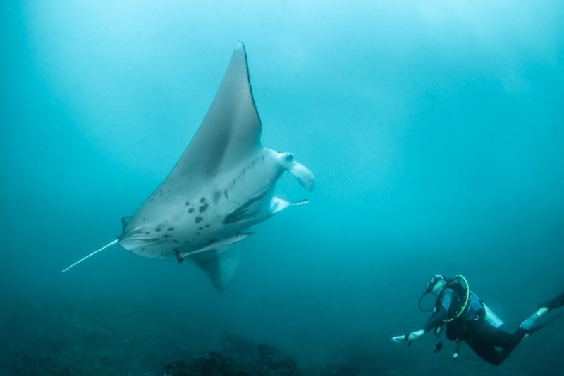 Raie manta passant près d’une plongeuse