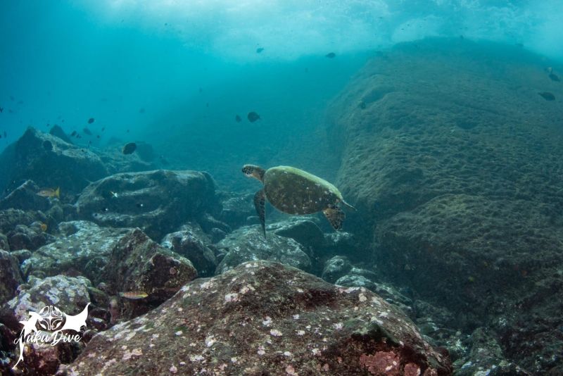 Green turtle at Motu Nui