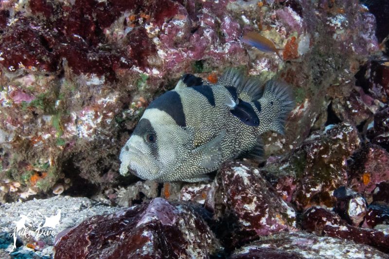 Spotted soapfish on the rock