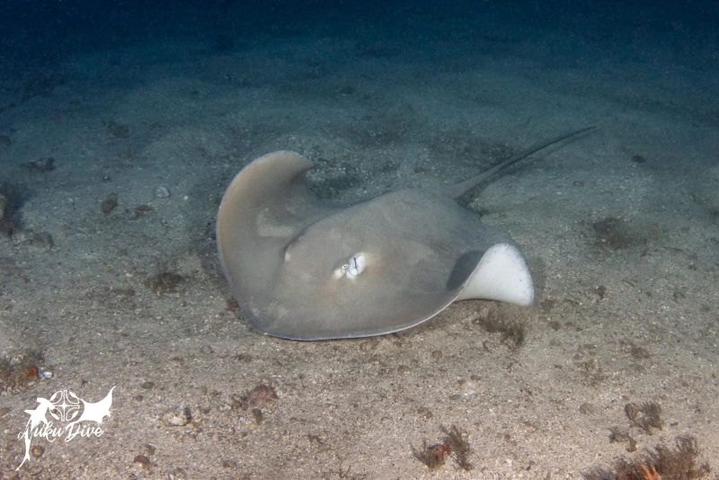 Stingray resting on the sand