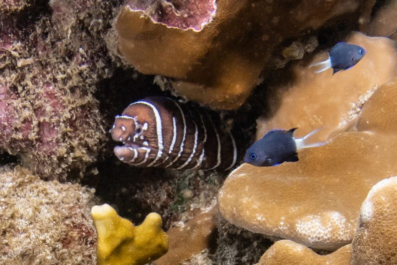 Zebra moray coming out of its hole