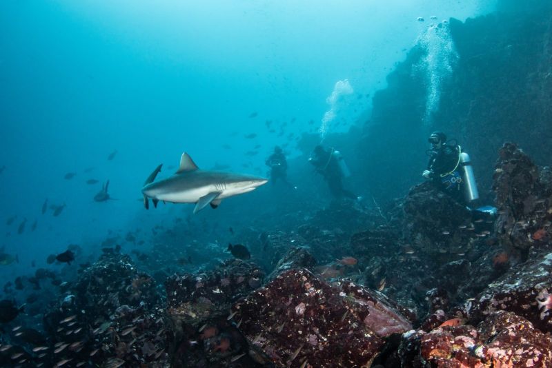 Grey reef sharks and dive group along the reef