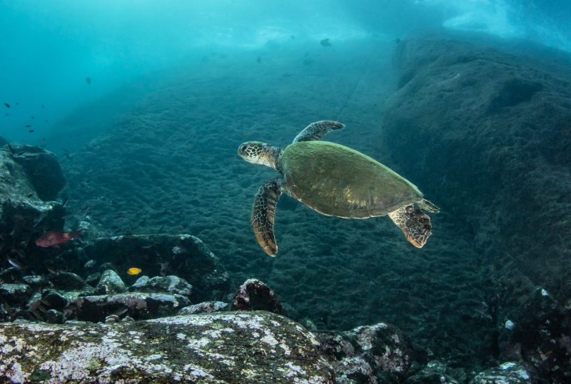 Green turtle above the bottom