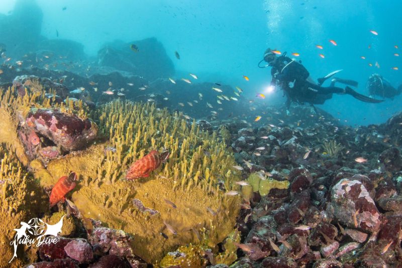 Diver and yellow corals at Motu Nui