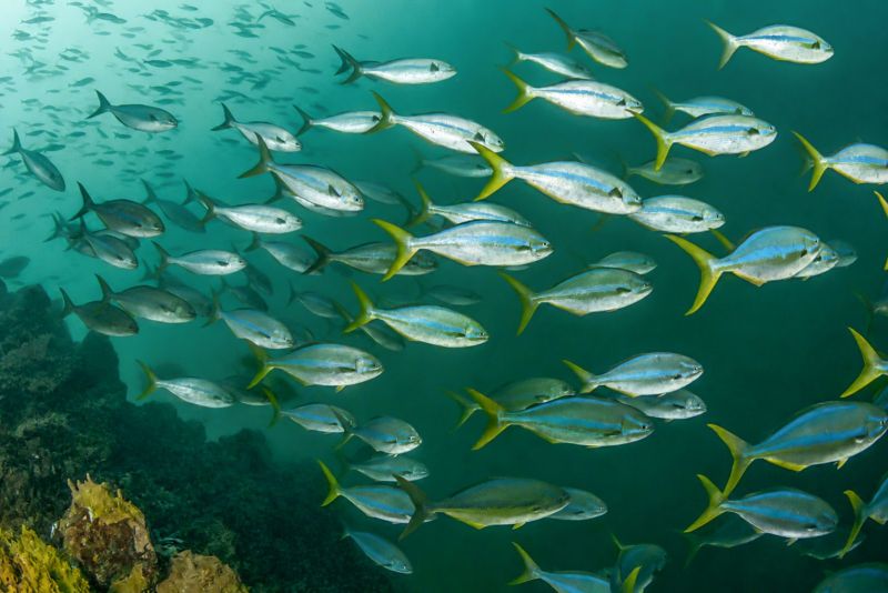 School of bluestripe snappers near the reef
