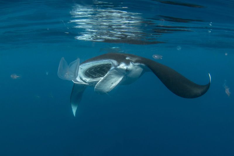 Manta ray with its mouth open near the surface