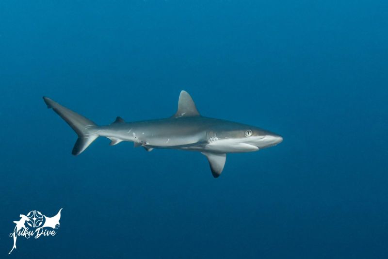 Grey reef shark in open water