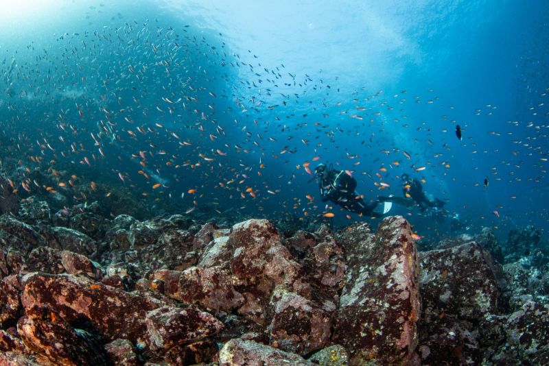 Divers above a rocky boulder field