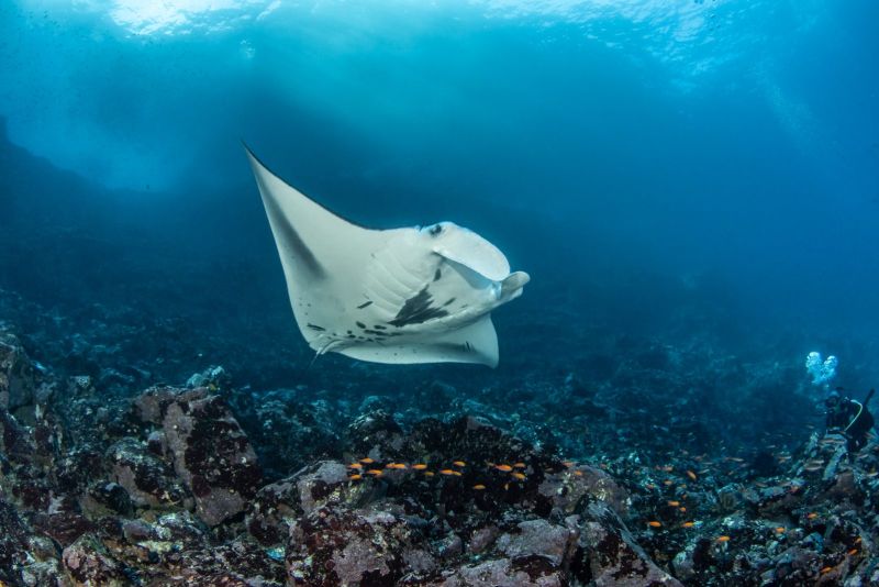 Manta ray gliding over the reef at Avaika