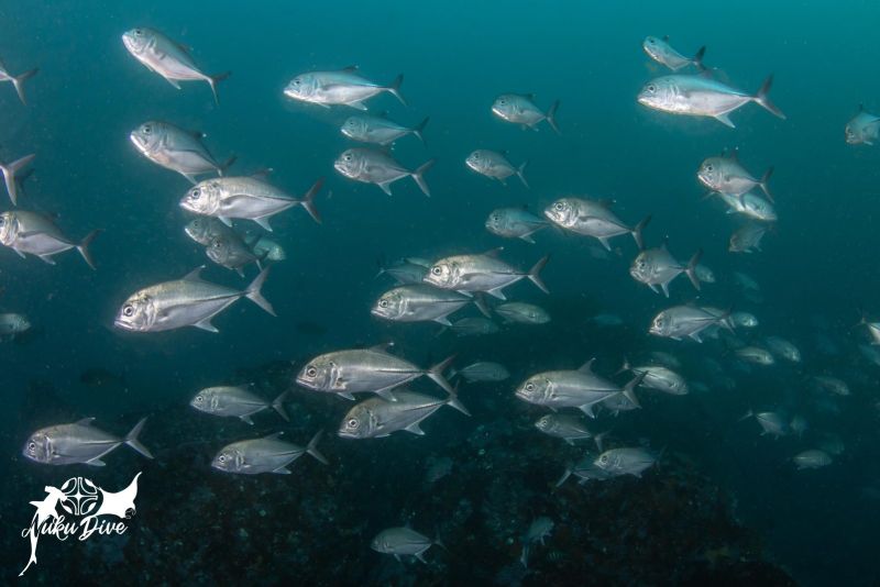 School of trevallies above the bottom