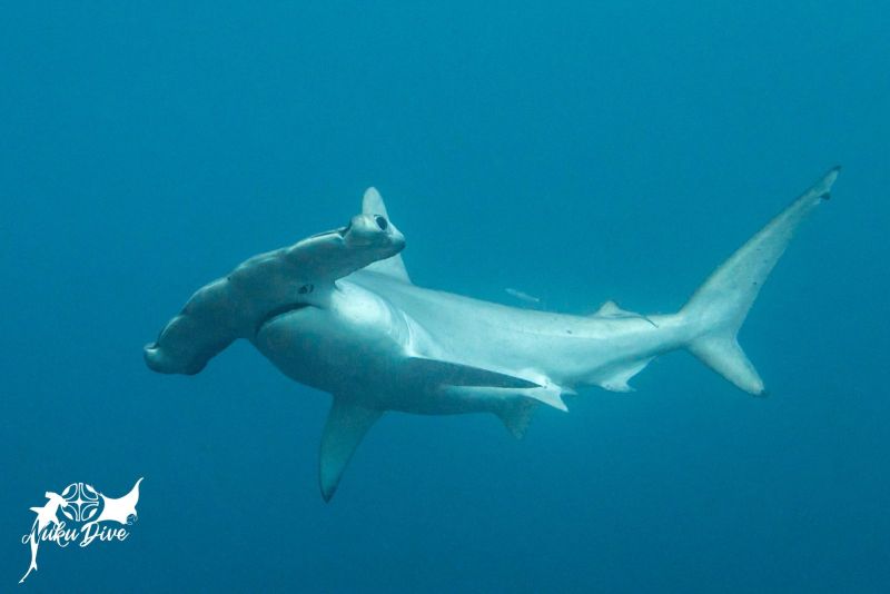 Scalloped hammerhead shark up close
