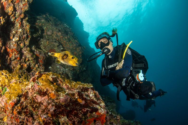 Julie facing a pufferfish in a crevice