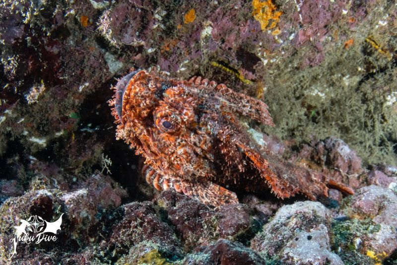 Scorpionfish camouflaged on the rock