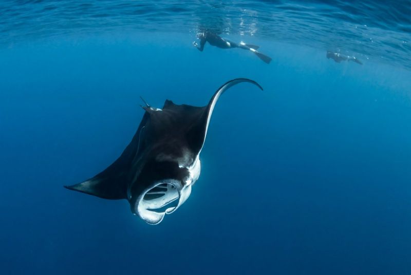Manta ray below a snorkeler, near Champ jaune