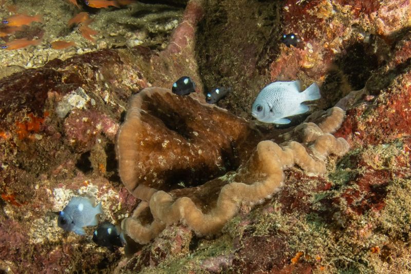 Anemone and Strasburg’s damselfish