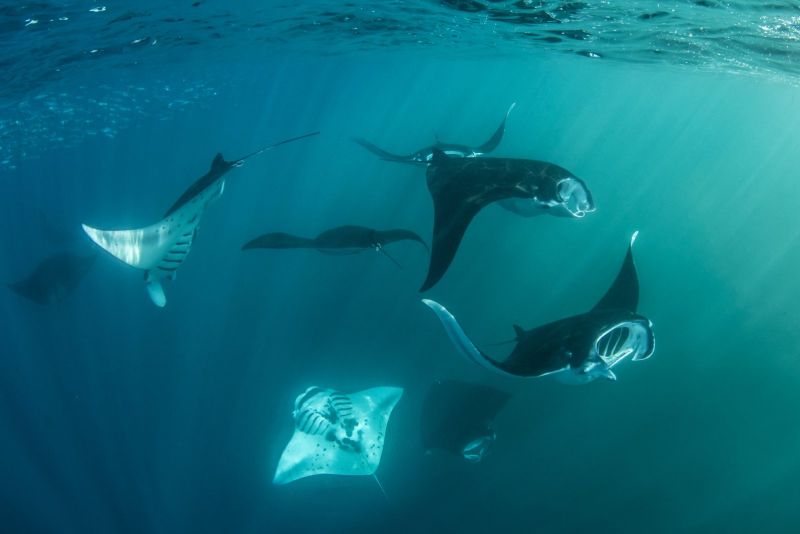 Group of reef manta rays under the surface