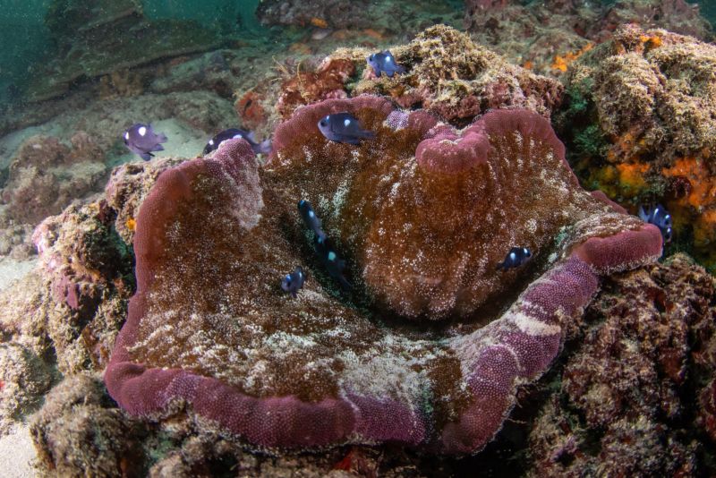 Large purple anemone on the reef