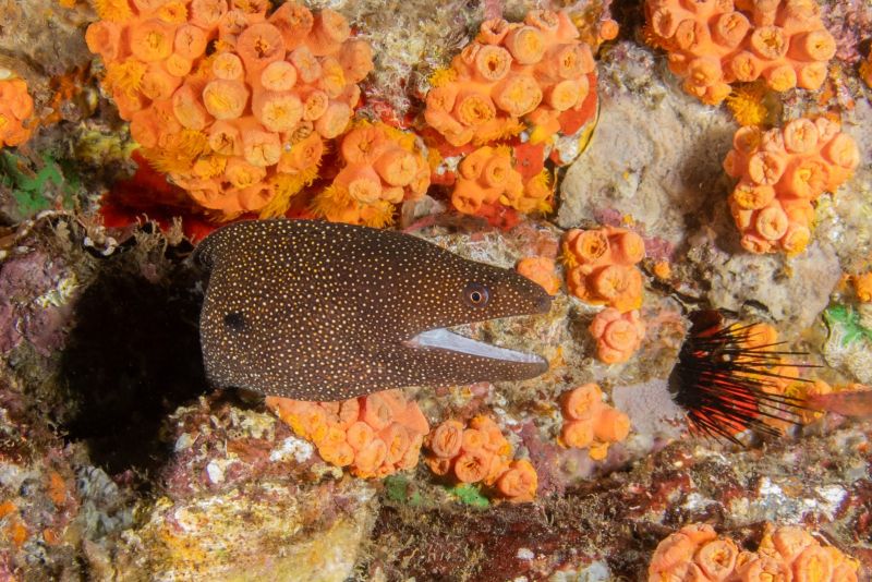 Spotted moray among sun corals