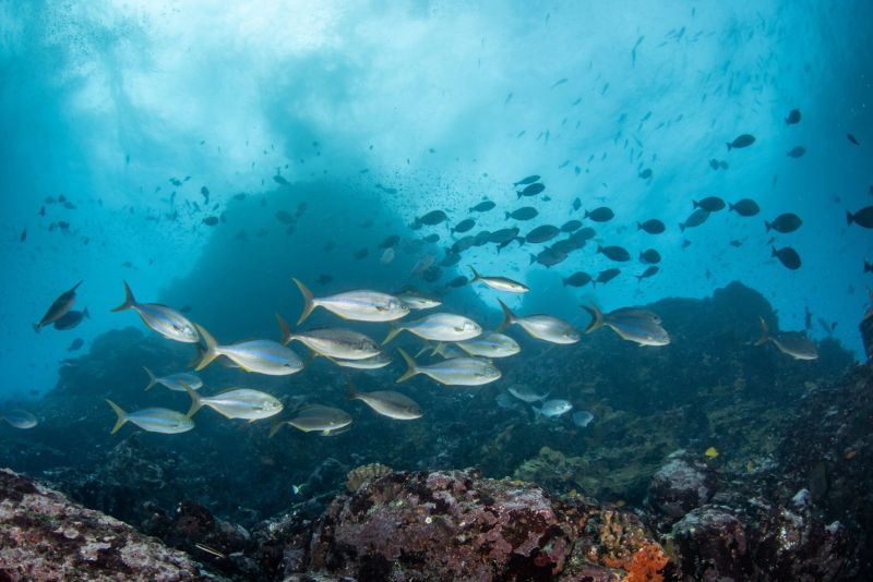 School of drummers above the reef