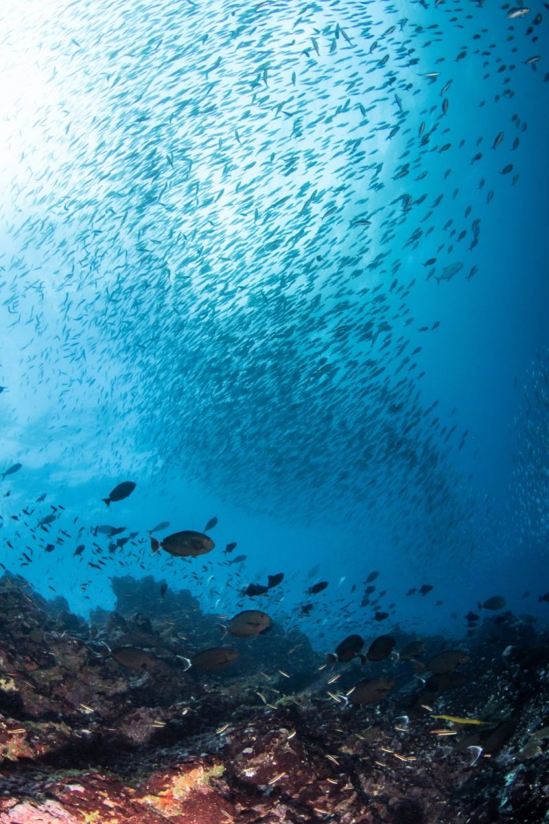 Ceiling of fusiliers above the reef
