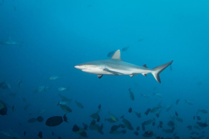 Grey reef shark and unicornfish in open water