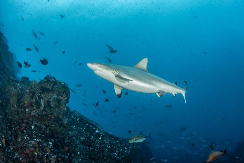 Grey reef shark along the drop-off