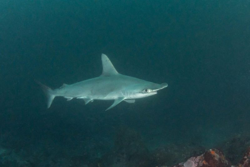Hammerhead shark in dark water