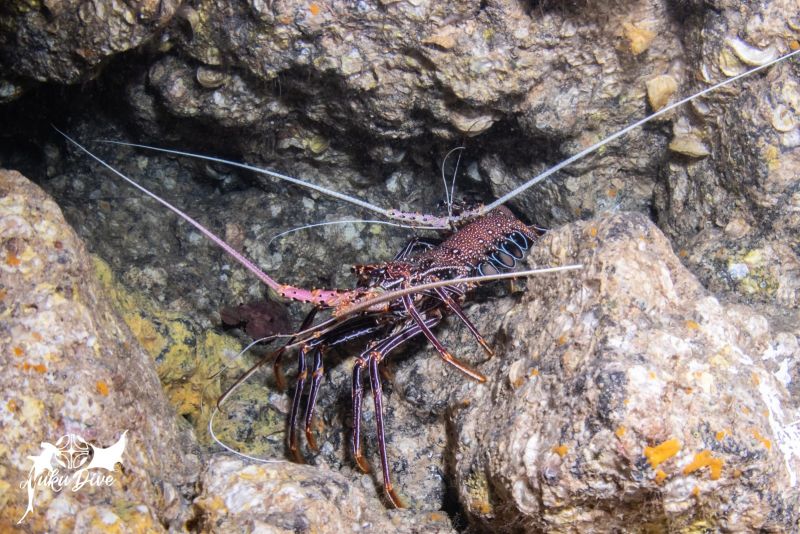 Spiny lobster in a rock crevice