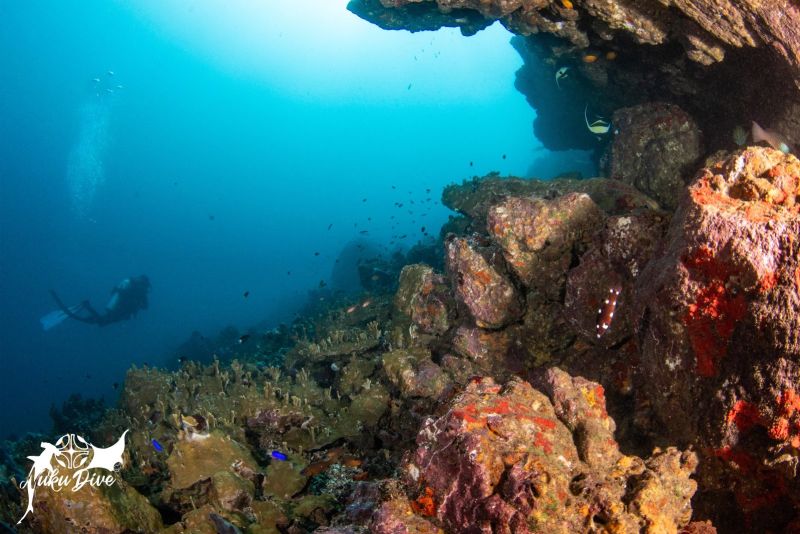 Colourful reef at Motu Nui