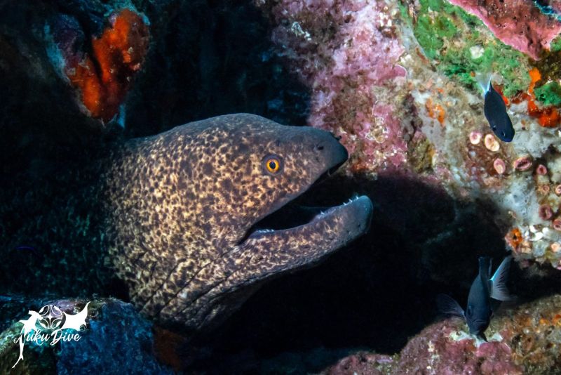 Yellow-edged moray coming out of its hole