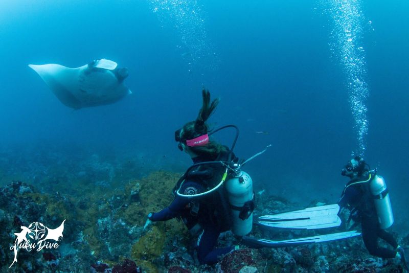 Oceanic manta ray and divers