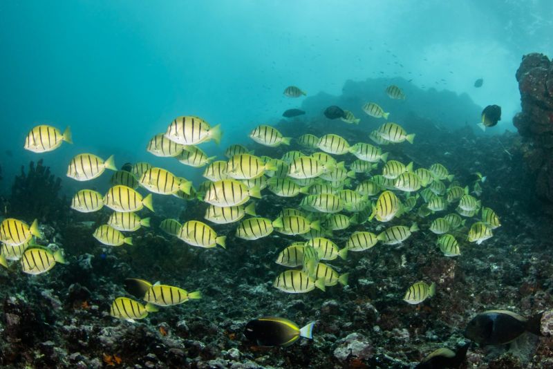 School of convict surgeonfish over the reef