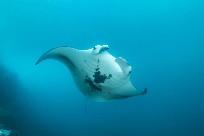 Manta ray seen from below in the blue
