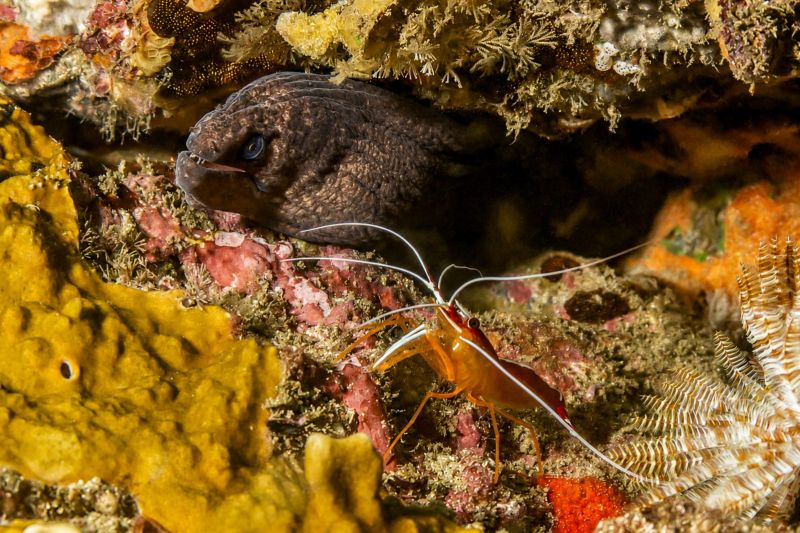 Moray and cleaner shrimp