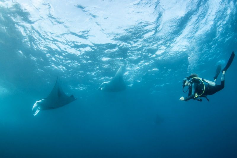 Manta ray and diver near the surface