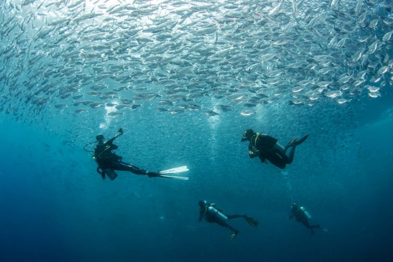 Dive group at the safety stop beneath a school of fish at Avaika