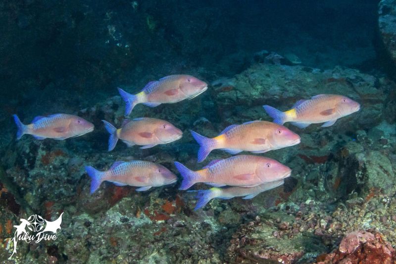 Pink goatfish in open water