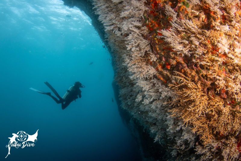 Diver along a flowery drop-off
