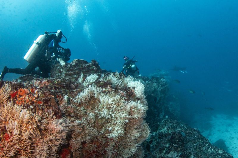 Divers near the soft corals of Avaika