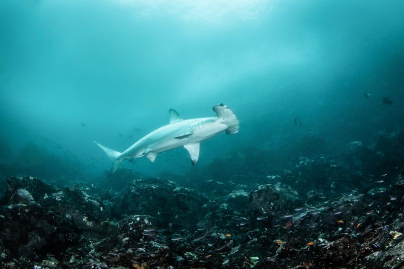 Hammerhead shark above the bottom