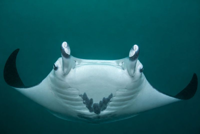 Manta ray head-on, wings spread