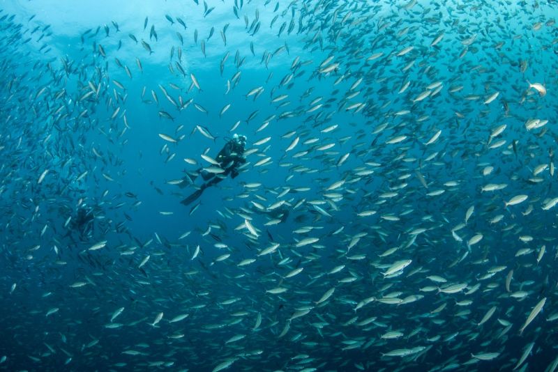 Diver in the middle of a school of fusiliers