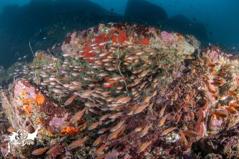 School of cardinalfish on the rocks of Motu Nui
