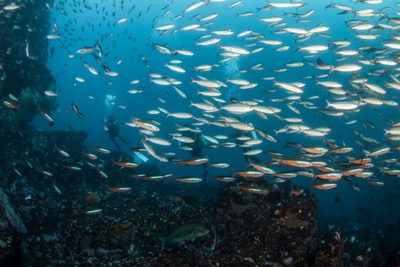 Wall of fusiliers above the reef