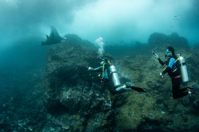 Manta ray passing above divers