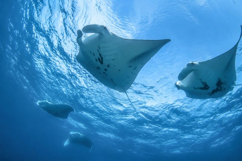 Manta rays seen from below near the surface
