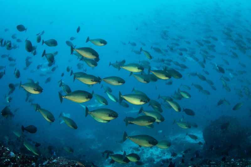 School of unicornfish in open water